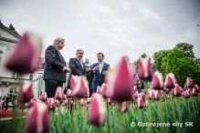 Krst odrody tulipnov Slovensko